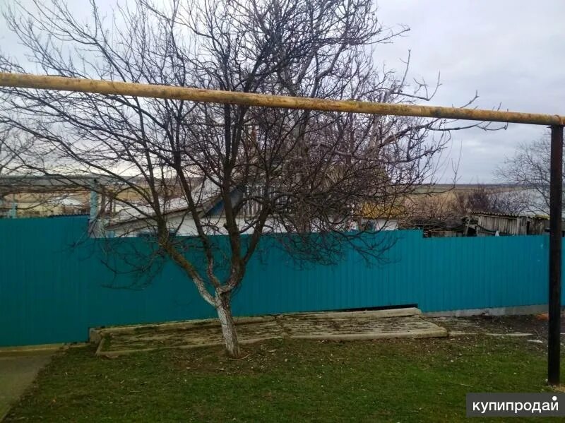 Виноградный темрюкский. Виноградный темрюкский. Виноград сердце. Виноградники в геленджике. Виноградный темрюкский.