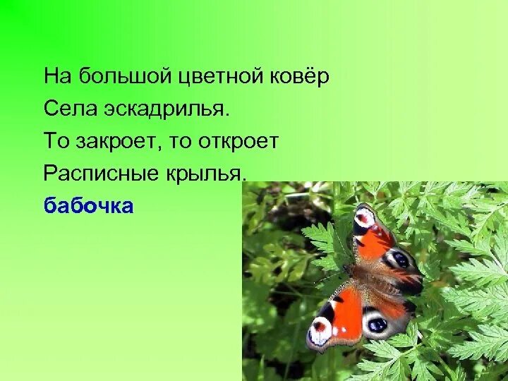 Загадка на большой цветной. На большой цветной ковер. На ковер села эскадрилья. На ковер села эскадрилья. На большой цветной ковер.