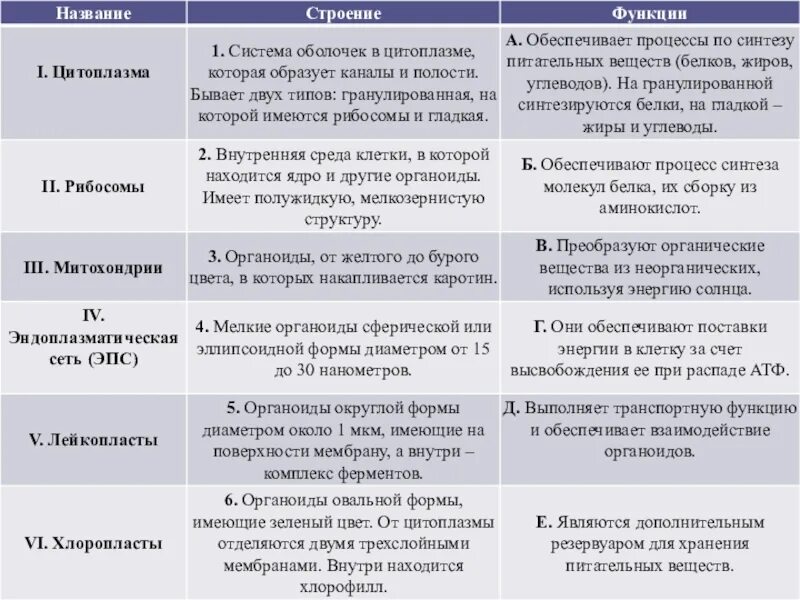 Какова функция органоидов. Цитоплазма строение и функции. Цитоплазма строение и функции таблица. Цитоплазма и ее органоиды их строение функции. Цитцитоплазма строение функции.