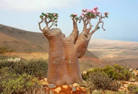 Dangerous nature