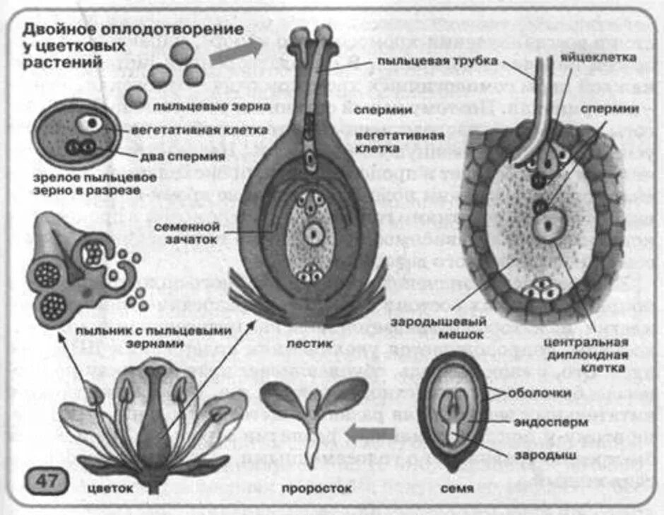 Проникновение спермиев в зародышевый мешок перенос пыльцы. Оплодотворение покрытосеменных растений схема. Схема процесса двойного оплодотворения цветковых растений. Схема двойного оплодотворения у цветковых растений 6. Схема оплодотворения цветкового растения.