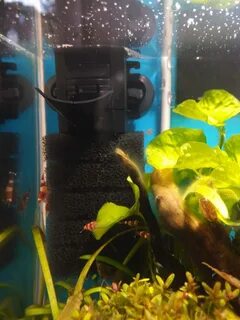Aquael pat mini