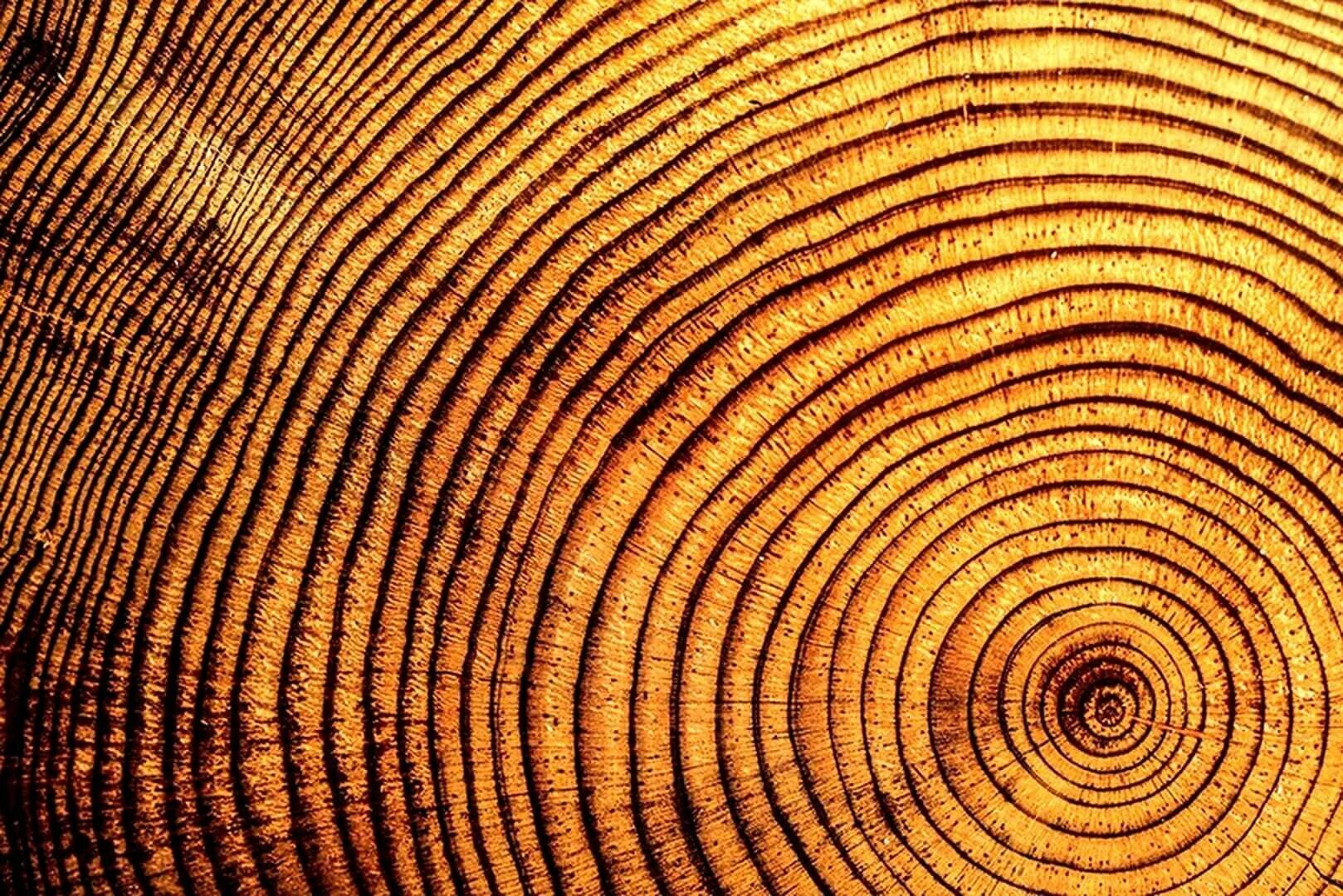 Спил дерева годичные кольца. Годичные кольца древесины среза. Дерево в разрезе. Фактура дерева.