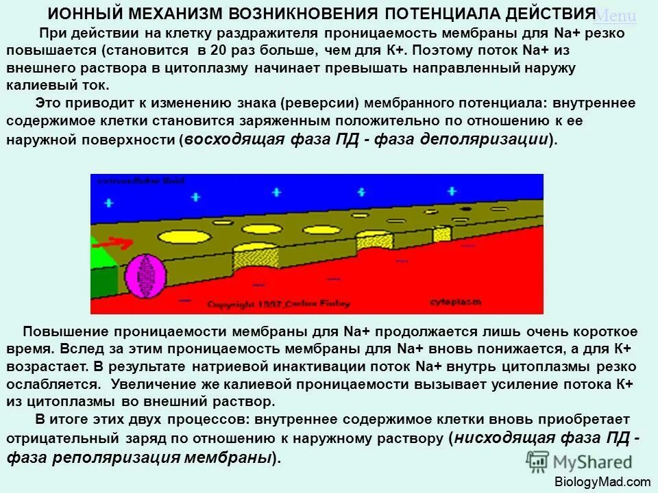кристы митохондрия внутренняя мембрана наружная мембрана. биологическая мембрана строение и функции. проницаемость мембраны. схема строения биологической мембраны биохимия. наружная и внутренняя мембрана.