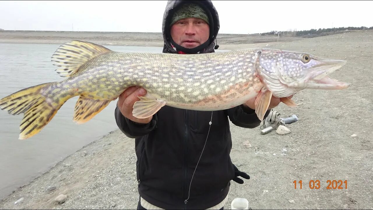 Ловят ли щуку в марте. Щука в марте. Щука в мае. Судак и щука. Ловля крупной мартовской щуки перед нерестом..