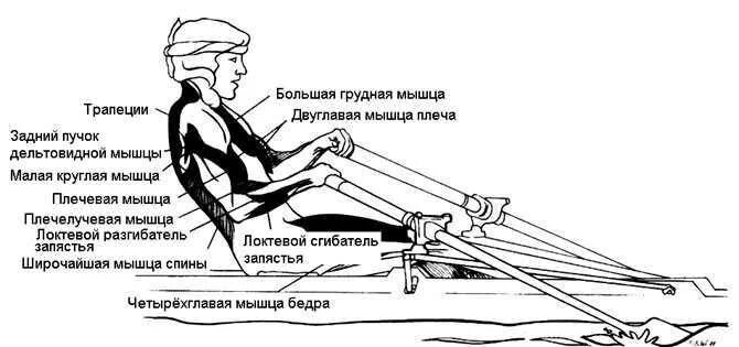 Гребной тренажер группы мышц. Какие мышцы задействованы при гребле на тренажере. Гребной тренажер какие мышцы. Гребной тренажер какие мышцы работают. Гребля как правильно