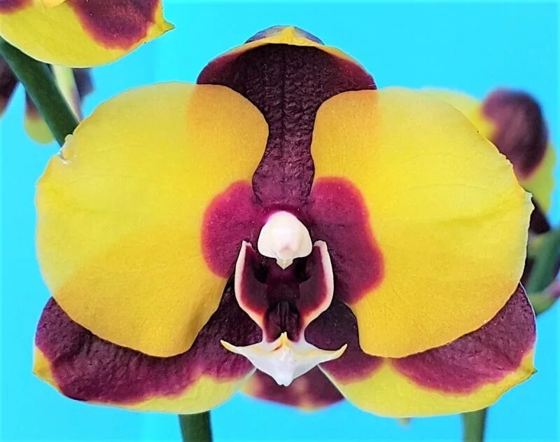 Phal. Фаленопсис профар 5030. Phal. Pf-5048 орхидея. Орхидея profar queen cat ,.