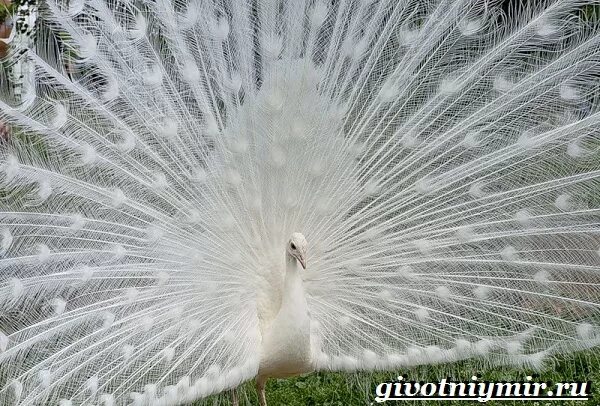 Как выглядит белый павлин Peacock Animal White Free photo on Pixabay Animals, Pretty birds, Peacock phot