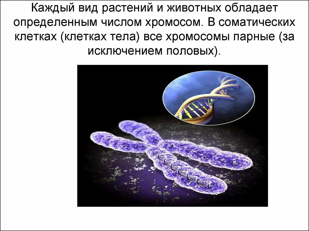 Хромосомы в растительной клетке