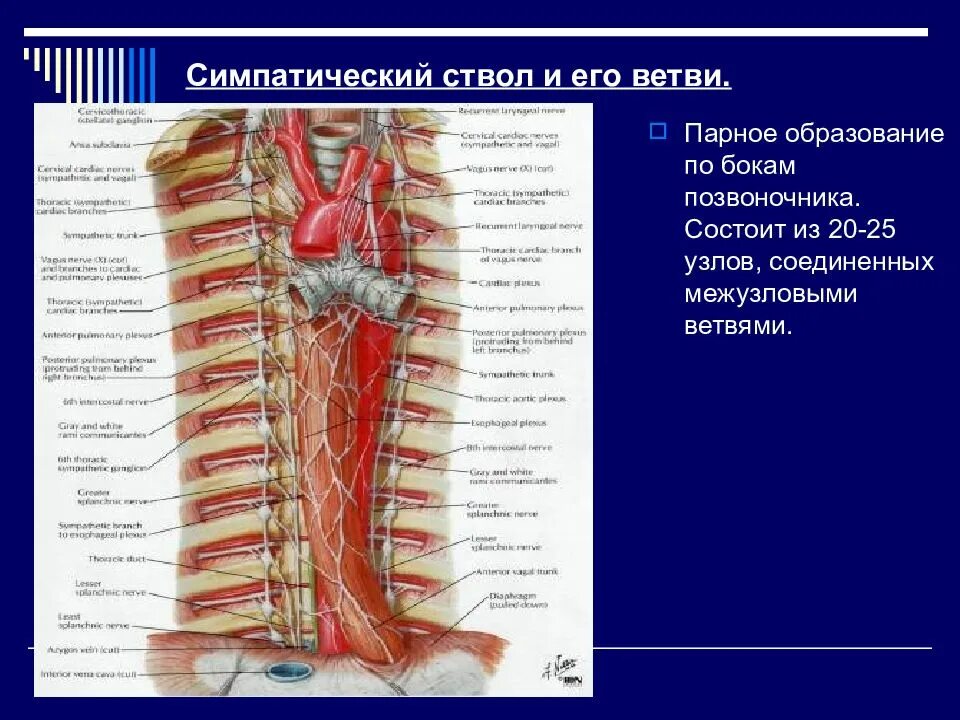 Нервы грудного отдела. Топография пограничного ствола симпатического нерва. Топографическая анатомия шейного отдела симпатического ствола. Звездчатый ганглий анатомия. Топография шейного отдела пограничного симпатического ствола.