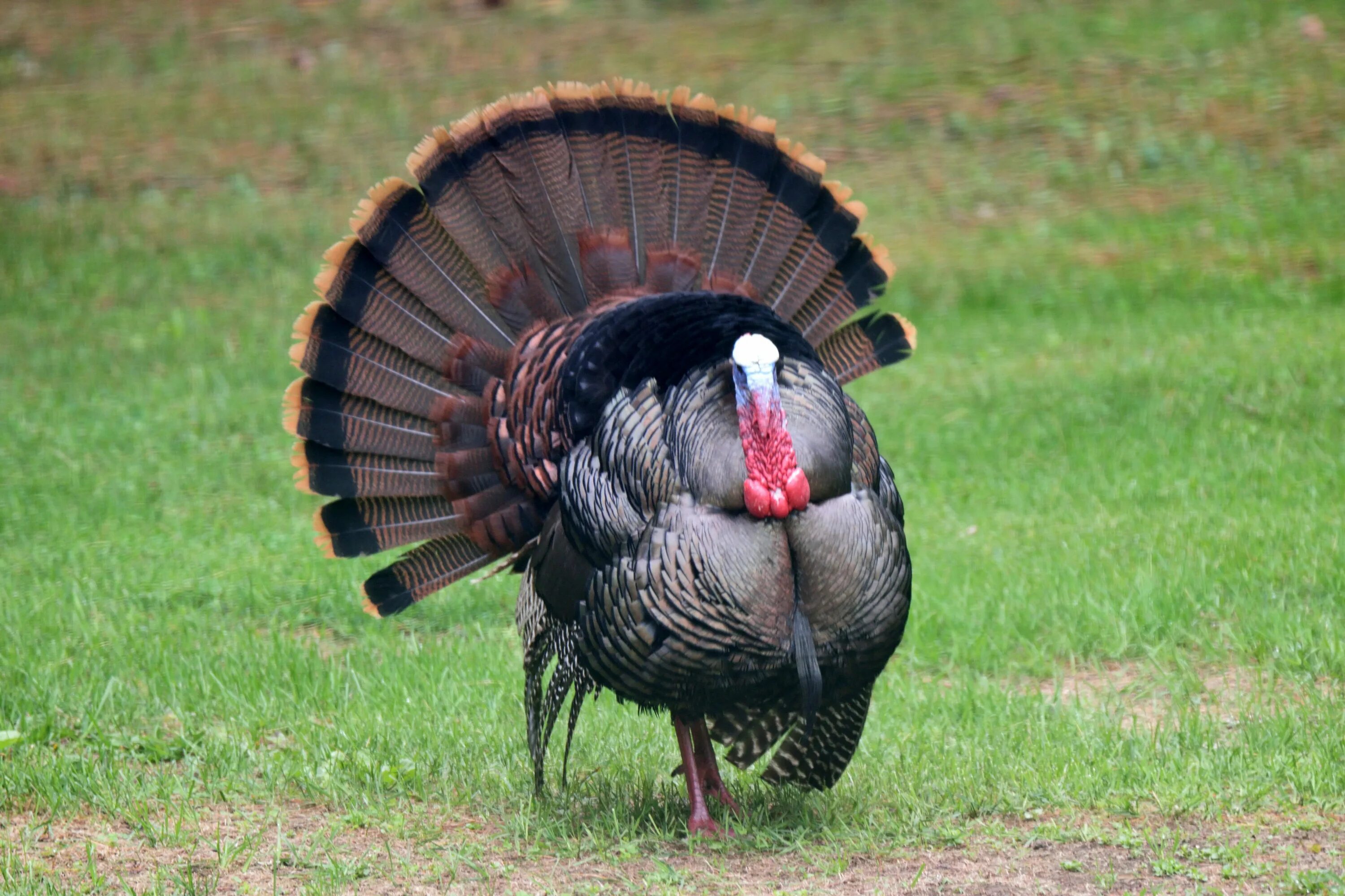 Индейка обыкновенная meleagris gallopavo. Turkey индюк. Индюк Гамбургский. Напыщенный индюк.