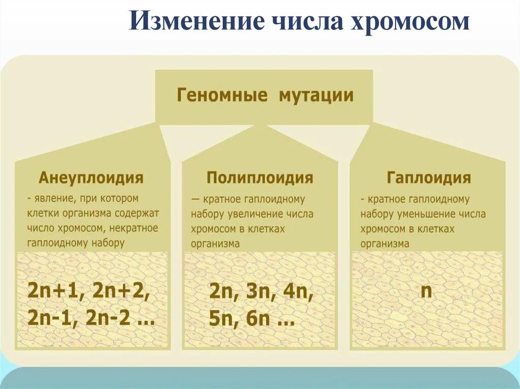 Изменяется число хромосом