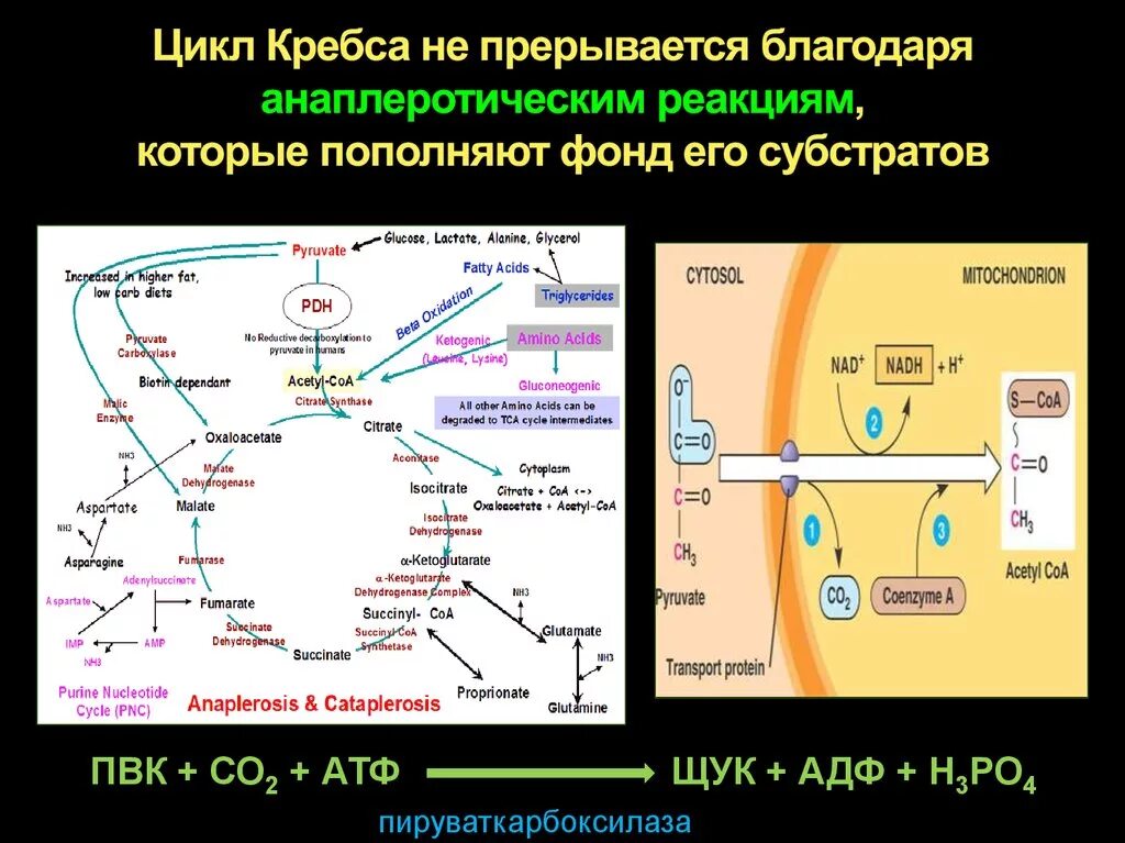Синтез атф цикл кребса. Цикл Кребса аспартат. Дегидрогеназы цикла Кребса. Анаплеротические реакции цикла Кребса биохимия. Экзергонические реакции цикл Кребса.