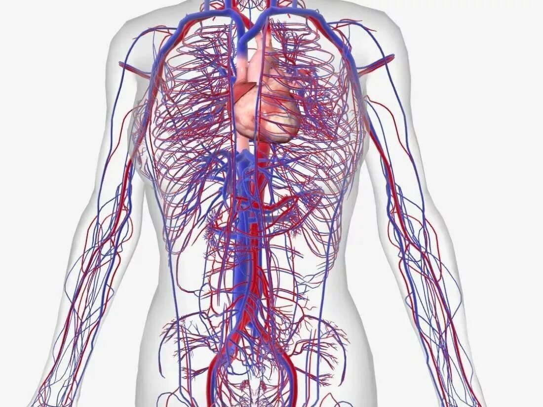 Энергия кровообращения. Сосудистая система человека анатомия венозная. Венозная кровеносная система. Кровяная система человека. Циркуляторная система человека анатомия.