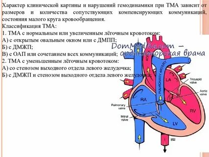 Нормальная гемодинамика