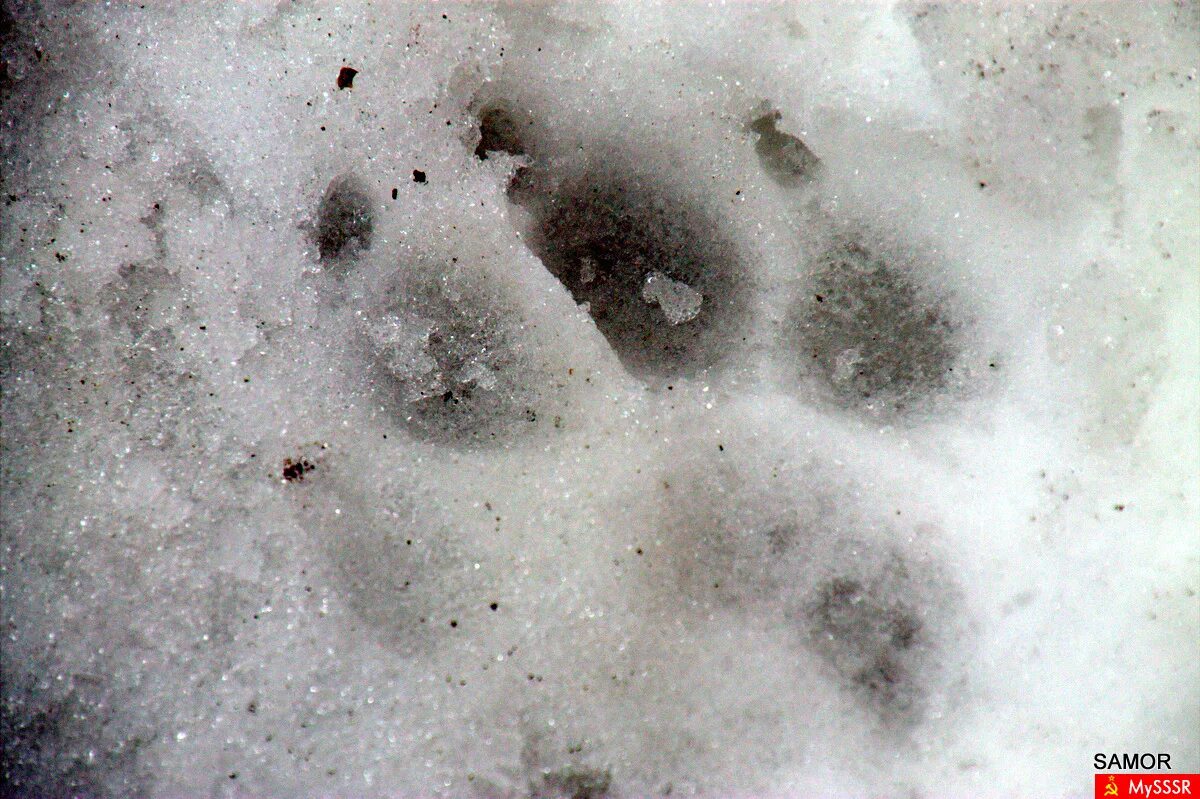Волчьи следы фото. След волка. Следы волка на снегу. Следы собаки на снегу. Снимок волчьего следа.