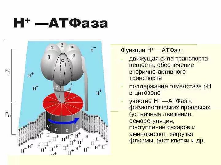 Образование протонного резервуара