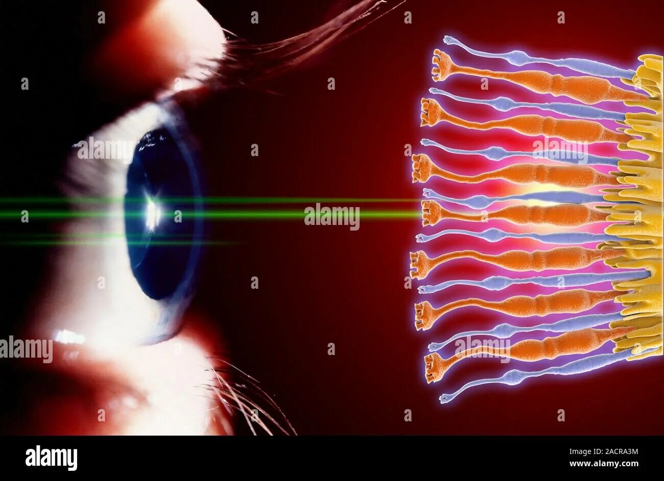 Палочки и колбочки сетчатки глаза. Сетчатка глаза. Зрительные клетки сетчатки глаза. Колбочки в сетчатке глаза. 4 колбочки зрение