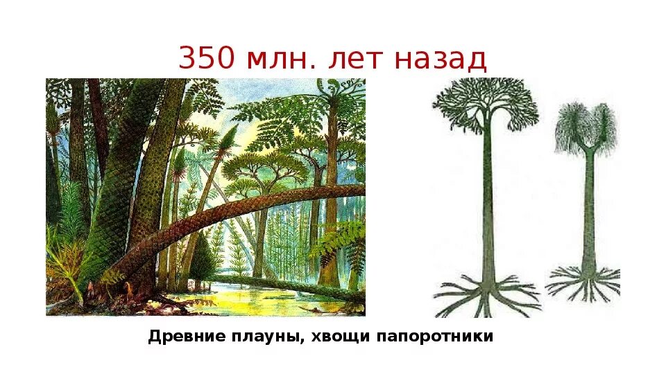 В каком периоде жили древовидные растения. Древовидные папоротники карбона. Древовидные папоротники Эволюция. Древние папоротники хвощи и плауны. Лес каменноугольного периода хвощи плауны папоротники.