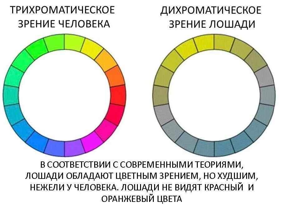 Физическая причина различия цветов окружающих нас. Какие цвета видят лошади. Цветовое зрение лошади. Как видят лошади цвет. Дихроматическое зрение лошади.