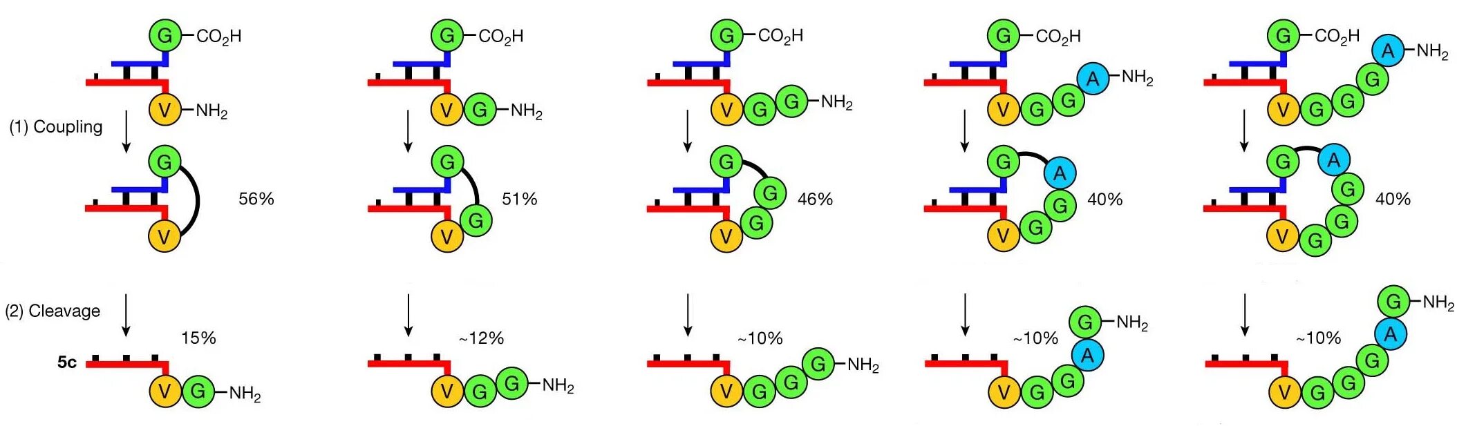Молекулы доноры. Синтез полипептидов экспортируемых белков. Аланин ТРНК. Синтез полипептида обрывается пример мутаций. Антикода Валина.