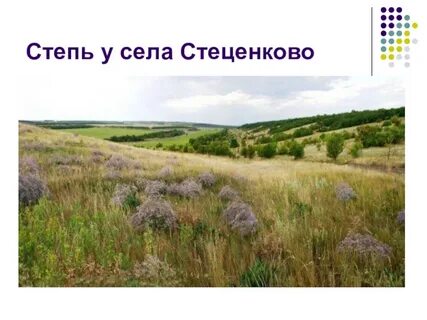 Мишкино степь