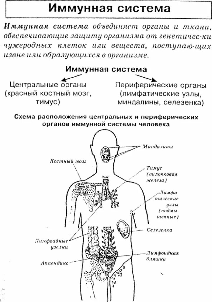 Органы иммунной системы человека схема. Органы иммунной системы 8 класс. Периферические органы иммунной системы человека. Структура иммунной системы схема. Органы иммунной системы и функции иммунной системы.