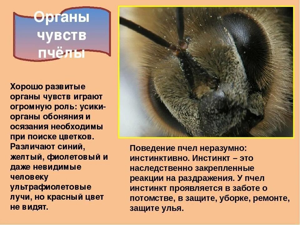 Пчела макросъемка. Анатомия пчелы медоносной. Внешнее строение пчелы. Строение строение пчелы. Строение крыльев пчелы.
