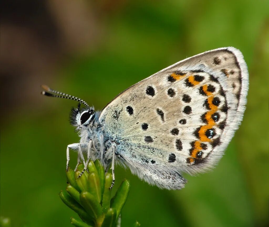 Голубянка Пилаон. Голубянка Пилаон на чёрном фоне. Plebejus Idas female.