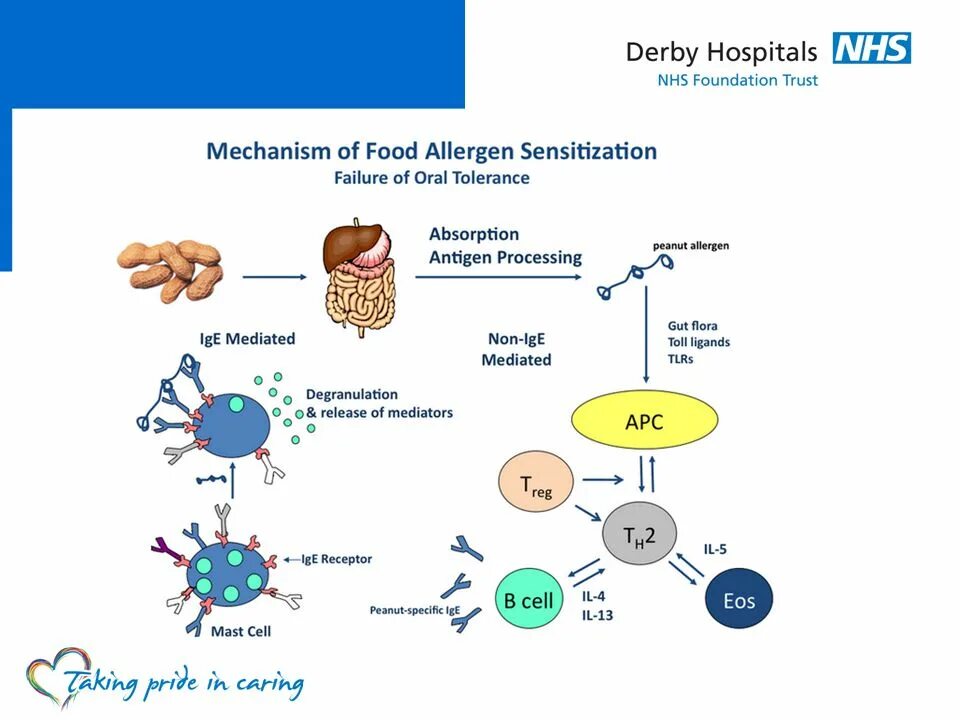 Allergy mechanism. Mechanism of food Allergy. Food Allergy pathogenesis. Pathophysiology of non-IGE-mediated food Allergy.