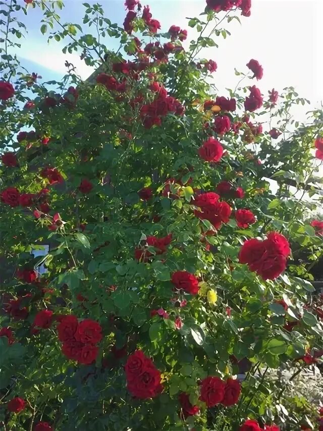 15 разноцветных роз. Розы йошкар. Букет красных роз. Букеты цветов с вывернутыми цветами. Розы йошкар.