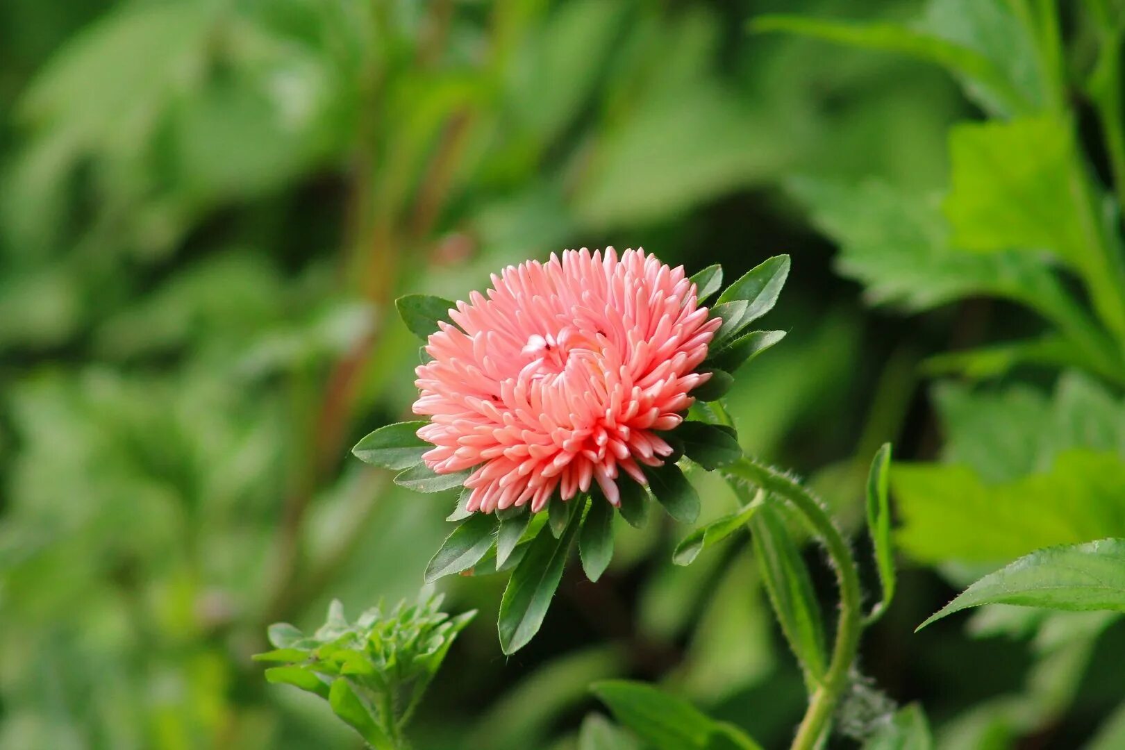 Астра листья. Бутон астры. Чашелистик астры. Астралист. Каллистефус.