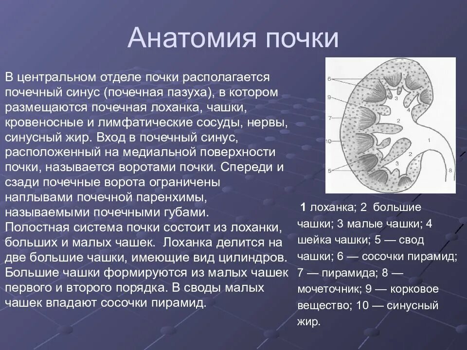 Изменение синусов обеих почек. Строение почечного синуса. Синус почки. Почечный синус анатомия. В синусе почки расположены.