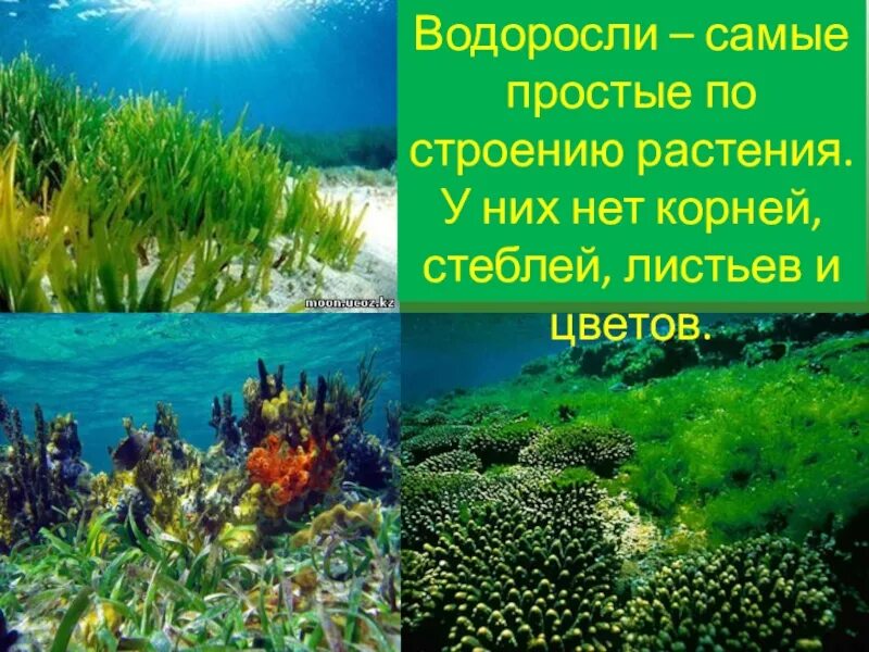 Водоросли освоили среду обитания