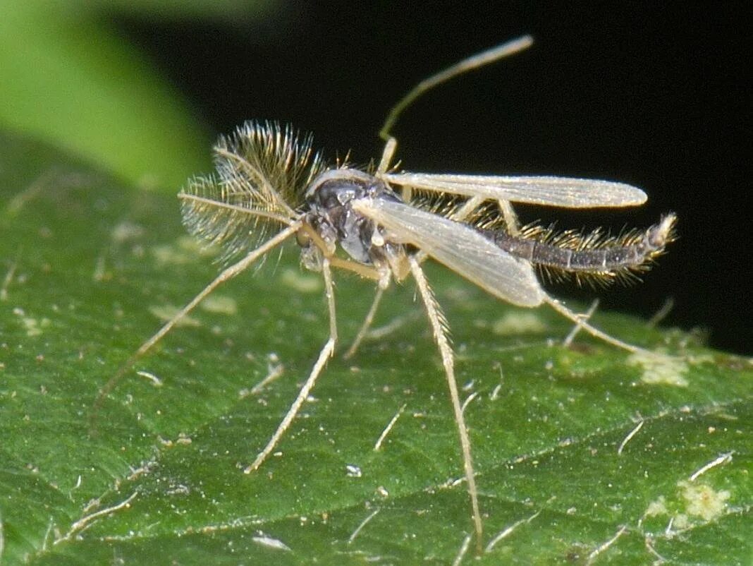 Комаров хирономид. Комаров семейства Chironomidae. Личинки комаров хирономид. Комар-звонец Chironomus plumosus.