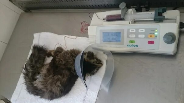 Кошка донор крови. Кошачья донорская кровь. Клиника доновров для кошек. Донорство кошки и собаки.