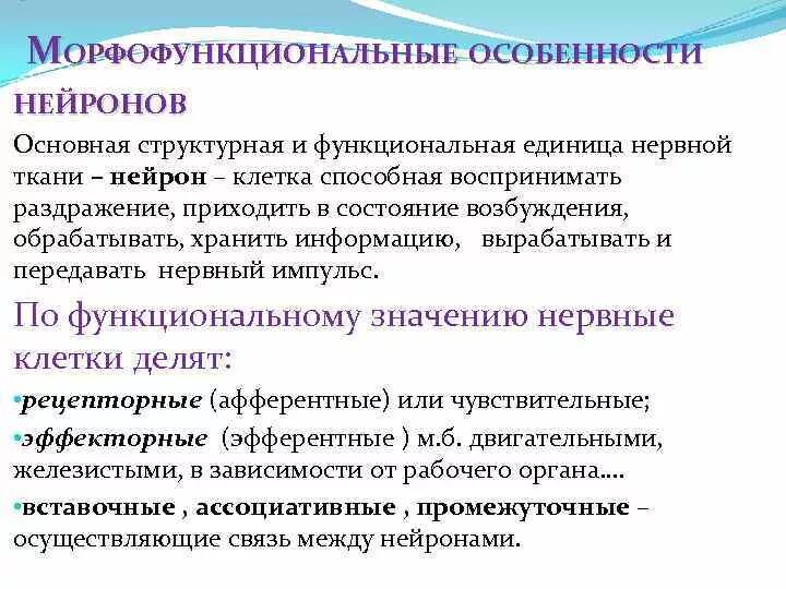 Основная функциональная и структурная единица нервной системы. Основная функциональная и структурная единица нервной системы
