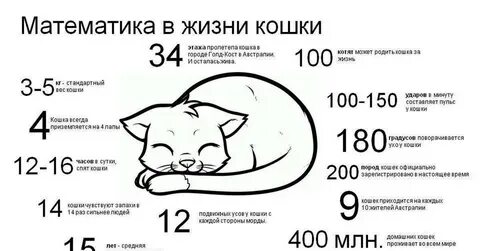 Сколько лет может прожить кот