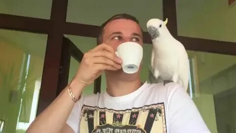 Какаду кофе