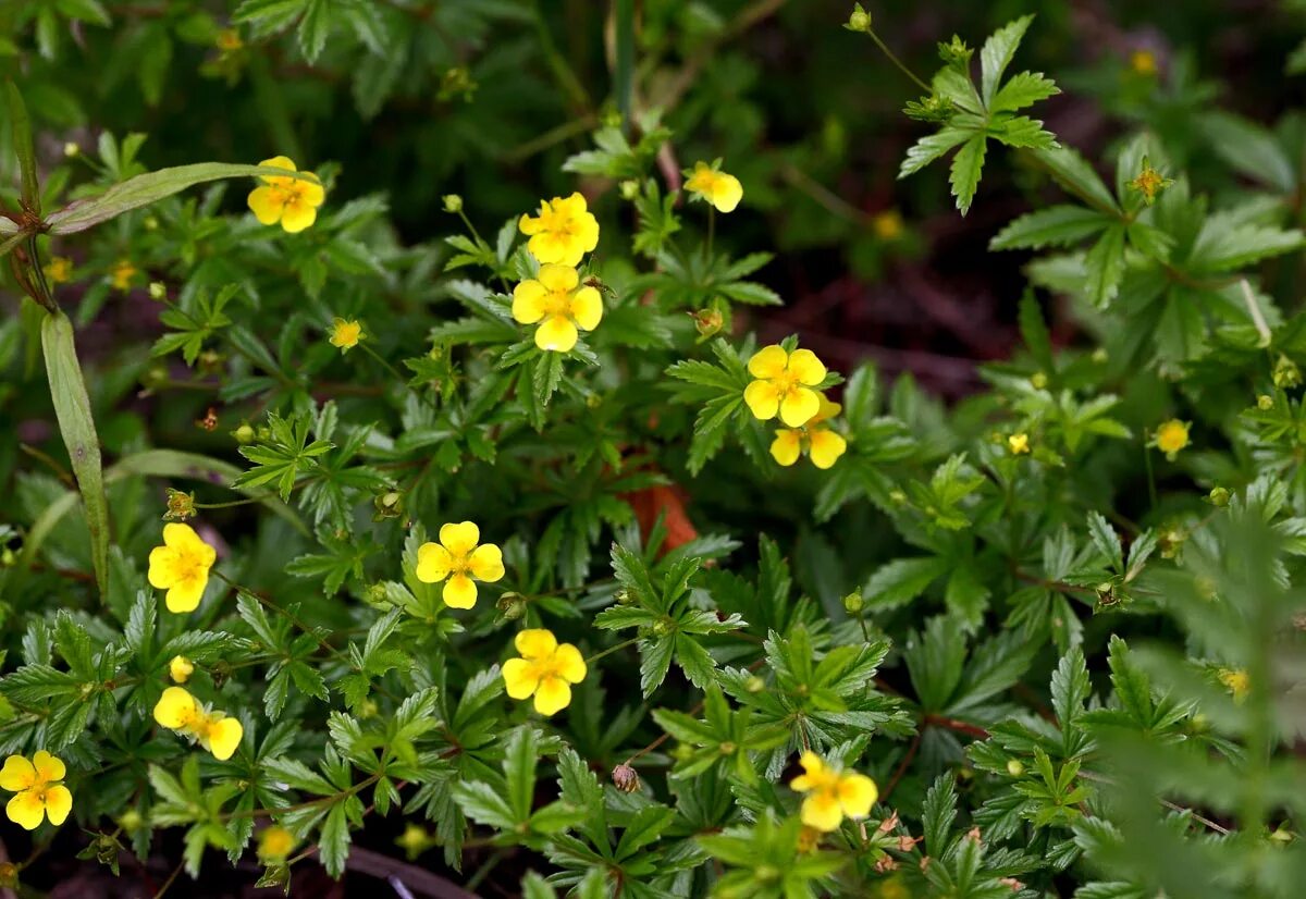 Лапчатка прямо стоячую. Лапчатка прямостоячая калган. Растение лапчатка прямостоячая. Лапчатка прямостоячая калган. Лапчатка калган.