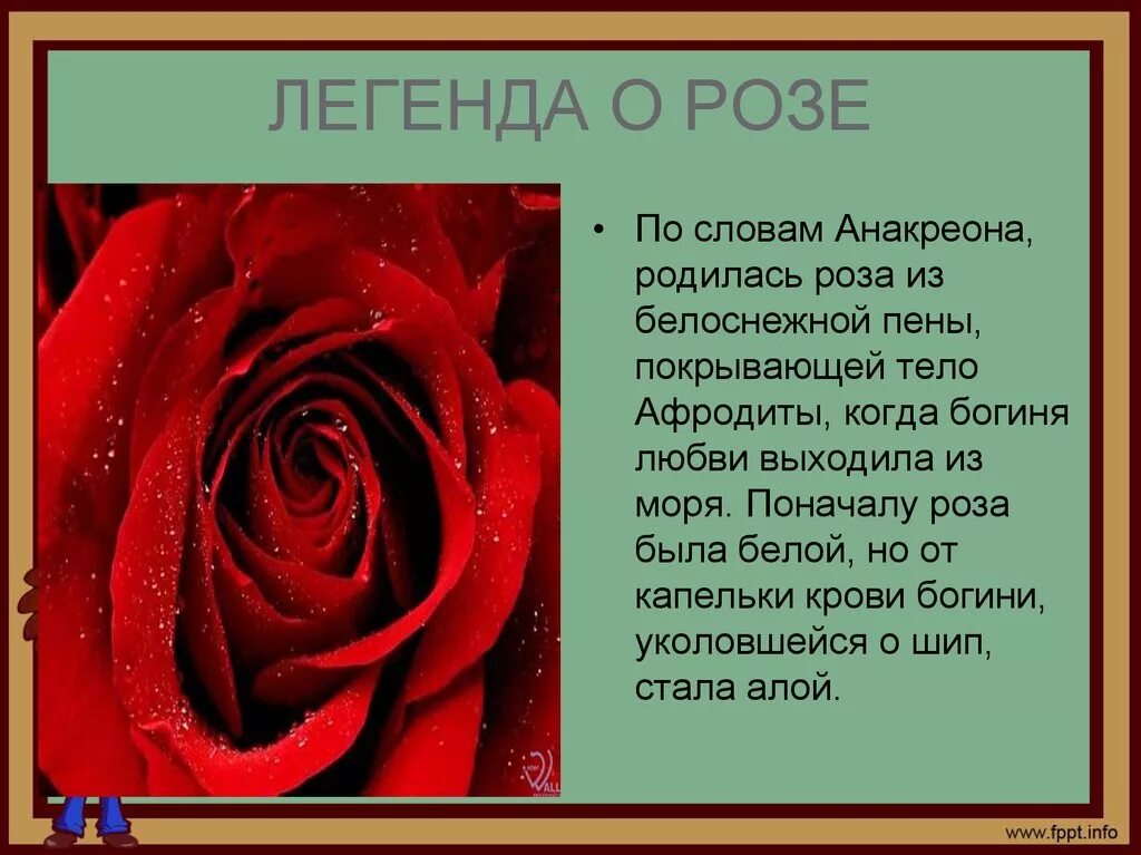 Текст розочка. Легенда о Розе. Легенда о Розе для детей. Стих про розу. Стих про розу цветок.