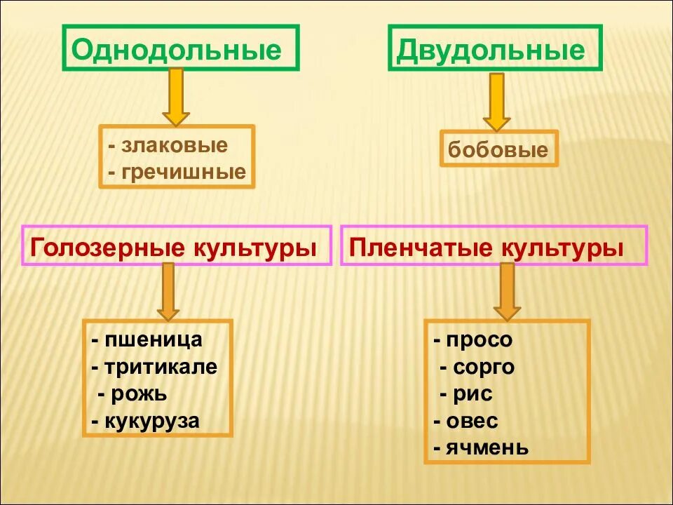 Классификация зерновых культур. Голозерные и пленчатые культуры. Классификация злаковых культур. Классификация зерна и зерновых культур.