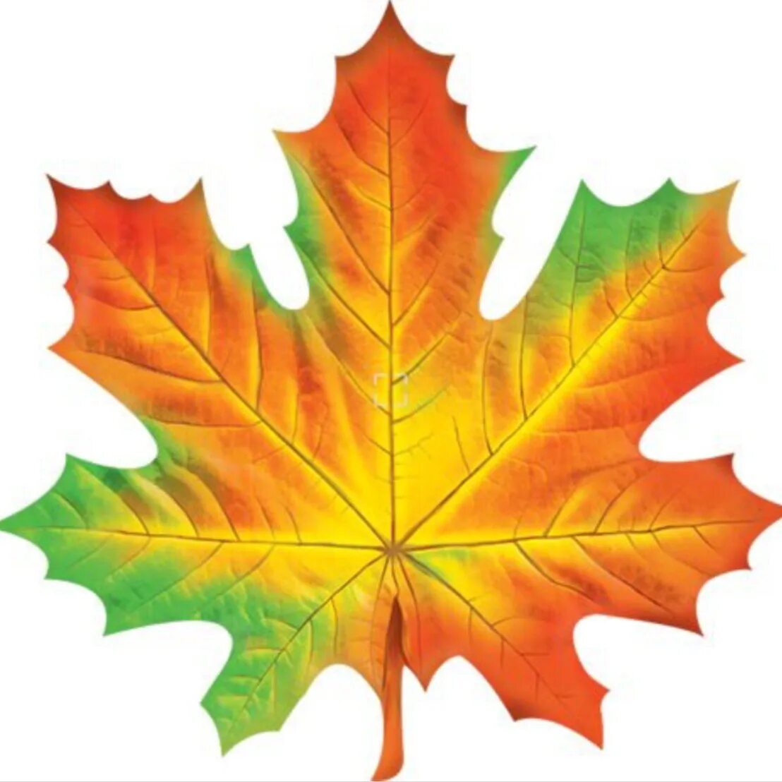 Maple кленовый лист. Осенний кленовый лист. Кленовый лист 20х20. Листики осенние кленовые.