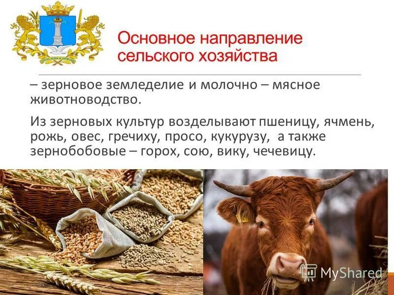 особенности зернового хозяйства. отрасли специализации сельского хозяйства турции. значение и место зернового хозяйства. растениеводство графики. страны по производству зерновых культур.