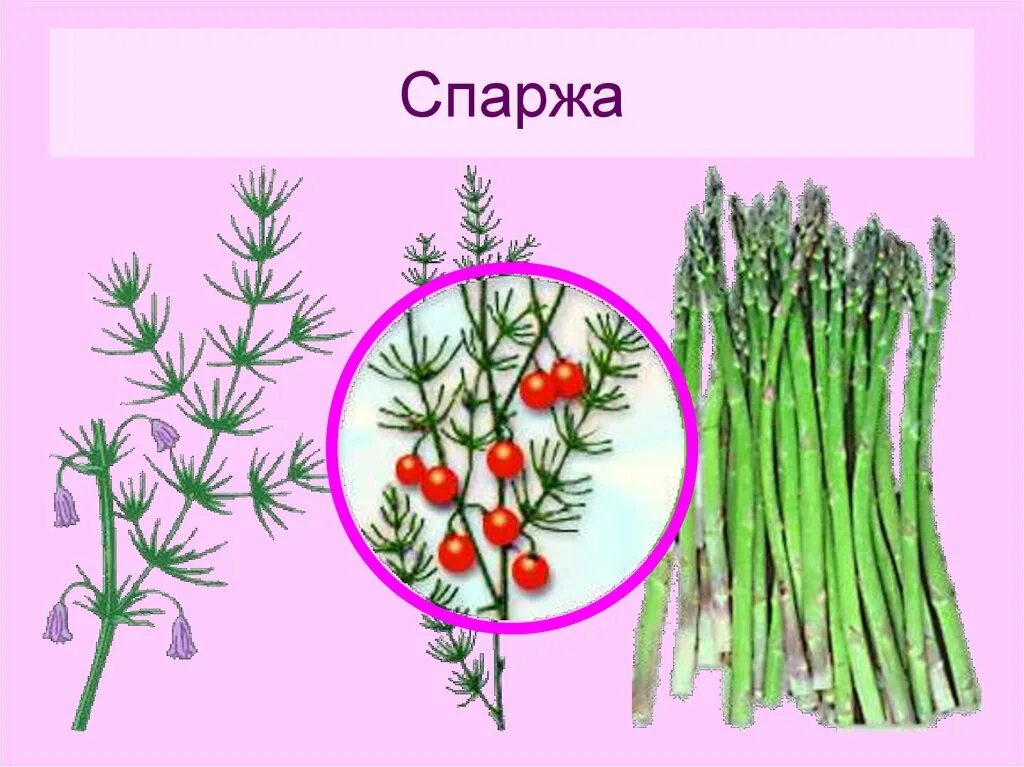 Спаржа филлокладии. Спаржа (аспарагус) шобериевидная. Стебли спаржи. Спаржа куст побег. Спаржа однодольное или двудольное растение