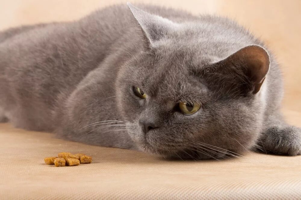 Кот вялый ничего не ест. Британский кот лежит. британский кот кушает. британец лежит. что едят британцы.