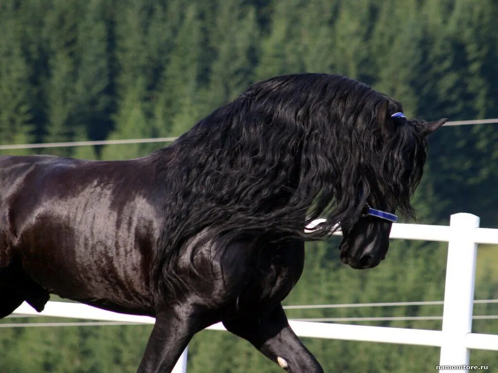 Лошадь породы фриз. Фризская порода лошадей Вороная. Фризская лошадь черная Жемчужина. Фриз Фризская лошадь.