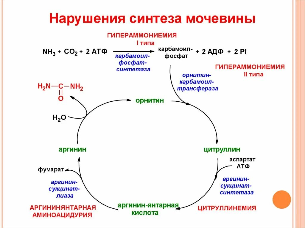Нарушение атф. Орнитиновый цикл мочевинообразования биохимия. Орнитиновый цикл мочевины. Орнитиновый цикл реакции. Цикл мочевины орнитиновый цикл.