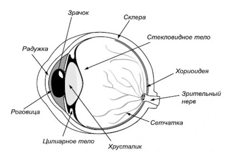 Обозначьте на рисунке строение глаза. Схема внутреннего строения глаза. Схема строения глазного яблока. Структура глазного яблока схема. Внутреннее строение глаза человека схема.