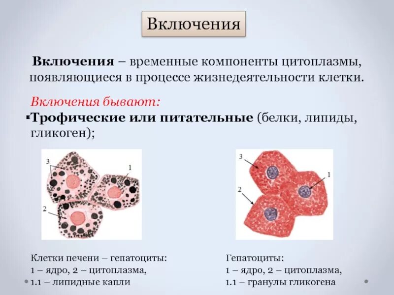 Включения трофические секреторные специальные пигментные. Клеточные включения строение. Включения клетки строение и функции. Строение включений клетки. Цитоплазма значение этой структуры в жизнедеятельности клетки